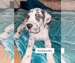 Puppy Pongo Great Dane