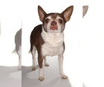 Small #2 Chihuahua