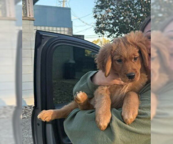 Medium Photo #1 Golden Retriever Puppy For Sale in Evansville, IN, USA