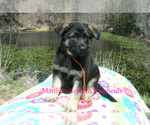 Small #4 German Shepherd Dog