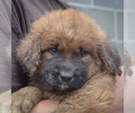 Small #5 Golden Shepherd