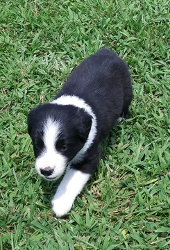 Medium Photo #1 Australian Shepherd Puppy For Sale in HIGH POINT, NC, USA