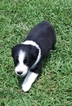 Small Photo #1 Australian Shepherd Puppy For Sale in HIGH POINT, NC, USA