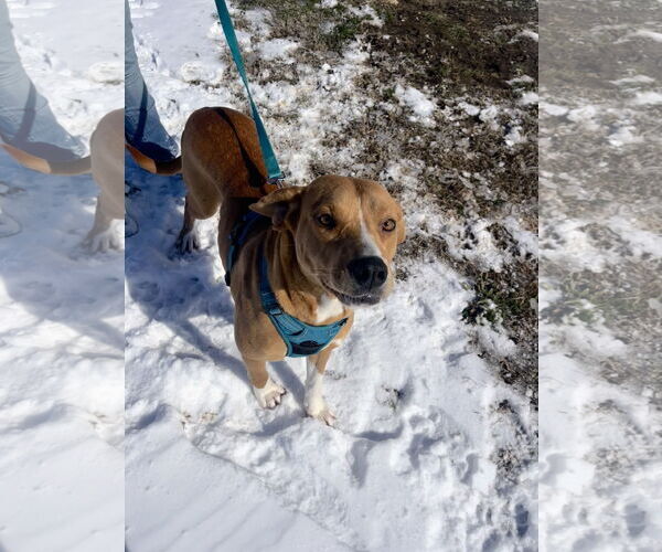 Medium Photo #1 Retriever -Unknown Mix Puppy For Sale in Corning, AR, USA