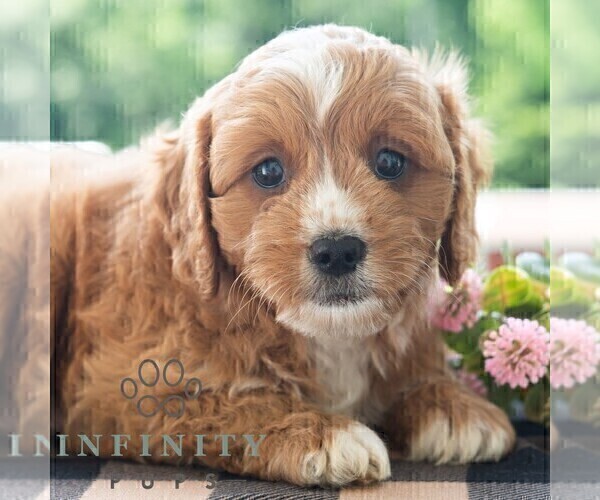 Medium Photo #1 Cavapoo (Miniature) Puppy For Sale in DORNSIFE, PA, USA