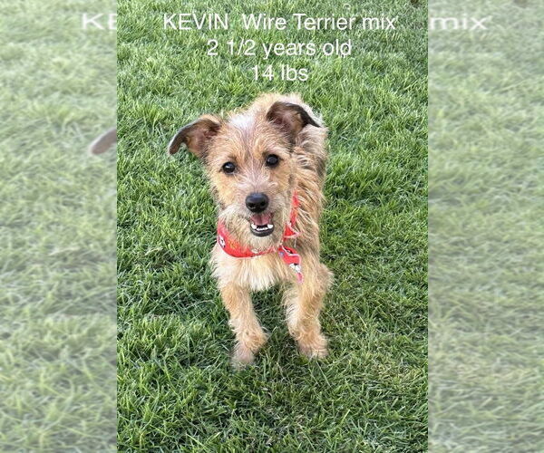 Medium Photo #3 Mutt Puppy For Sale in FRAMINGHAM, MA, USA