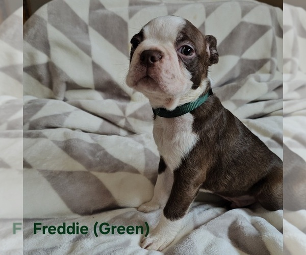 Medium Photo #20 Boston Terrier Puppy For Sale in SALINA, KS, USA