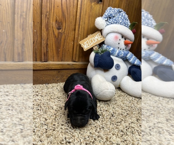 Medium Photo #7 Labrador Retriever Puppy For Sale in NEOLA, WV, USA