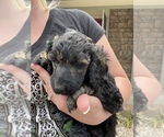 Small Photo #4 Poodle (Standard) Puppy For Sale in BROOMFIELD, CO, USA