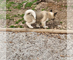 Small Photo #3 Akita Puppy For Sale in MEM, TN, USA