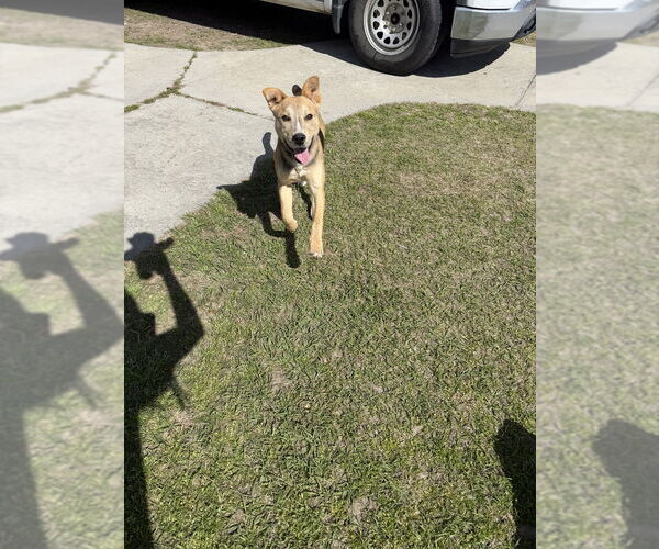 Medium Photo #3 Mutt Puppy For Sale in Elmsford, NY, USA