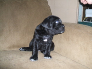Cane Corso Puppy for sale in SEABECK, WA, USA