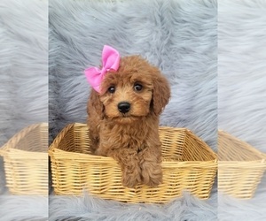 Medium Goldendoodle (Miniature)