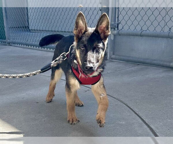 Medium Photo #2 German Shepherd Dog Puppy For Sale in Martinez, CA, USA
