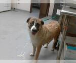 Small German Shepherd Dog Mix