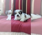 Puppy 2 Mal-Shi