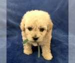 Small Photo #42 Poodle (Toy) Puppy For Sale in SAFFORD, AZ, USA