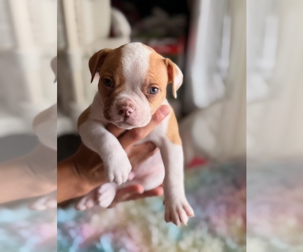 Medium Photo #1 American Bulldog Puppy For Sale in HEMET, CA, USA