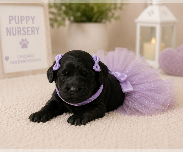 Medium Photo #3 Goldendoodle Puppy For Sale in AURORA, IL, USA