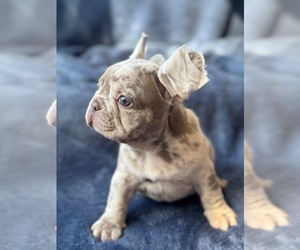 French Bulldog Puppy for sale in REVERE, MA, USA