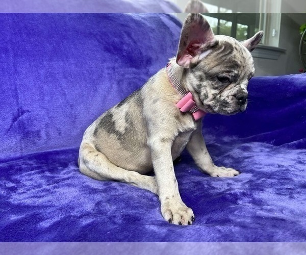 Medium Photo #15 French Bulldog Puppy For Sale in CUMMING, GA, USA