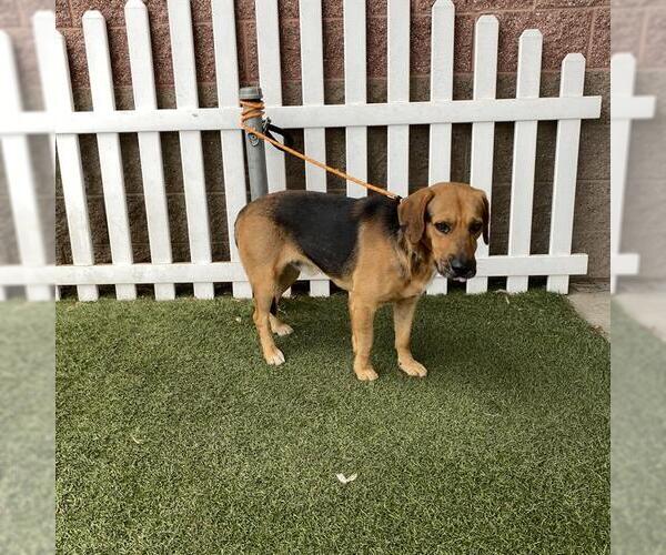 Medium Photo #1 Beagle-Unknown Mix Puppy For Sale in Modesto, CA, USA