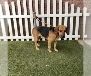 Beagle-Unknown Mix Dogs for adoption in Modesto, CA, USA