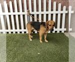 *COPPER - Male Beagle-Unknown Mix Dog for Adoption - Small photo