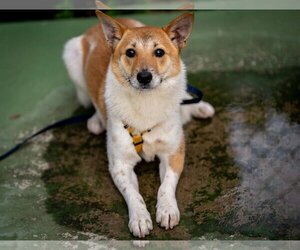 Shiba Inu-Unknown Mix Dogs for adoption in Agoura Hills, CA, USA