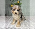 Small #5 Bernedoodle (Miniature)