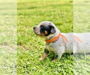 Australian Cattle Dog Puppy for sale in HENDERSON, NC, USA