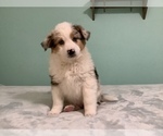 Small Photo #5 Australian Shepherd Puppy For Sale in HILLSBORO, WI, USA