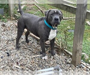 American Staffordshire Terrier-Unknown Mix Dogs for adoption in Brewster, NY, USA