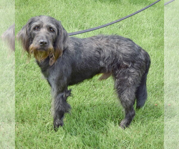 Medium Photo #2 English Setter-Unknown Mix Puppy For Sale in Huntley, IL, USA