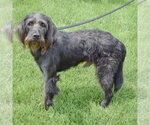 Small #1 English Setter Mix