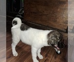 Small Photo #5 Akita Puppy For Sale in ELLINGTON, MO, USA