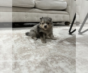 Pomeranian Litter for sale in ROSEVILLE, CA, USA