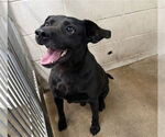 Small Labrador Retriever Mix