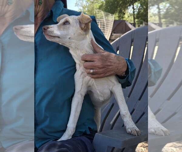 Medium Photo #9 Whijack Puppy For Sale in Peralta, NM, USA