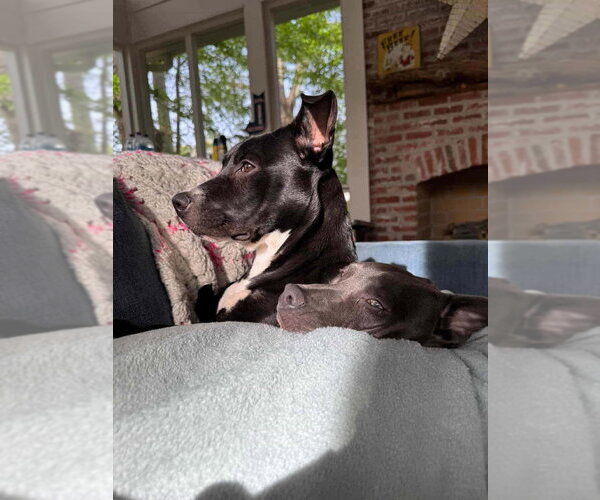 Medium Photo #4 Mutt Puppy For Sale in Wenonah, NJ, USA