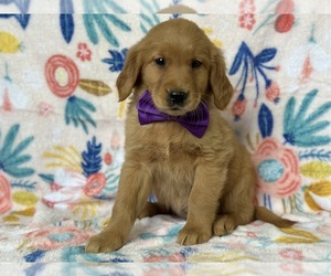Golden Retriever Puppy for sale in LANCASTER, PA, USA