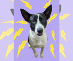 Small #1 American Pit Bull Terrier Mix