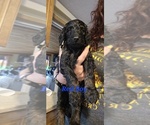 Puppy Red Poodle (Standard)