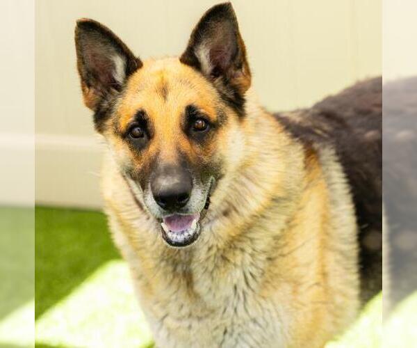 Medium Photo #2 German Shepherd Dog Puppy For Sale in Camarillo, CA, USA