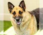 Small #1 German Shepherd Dog