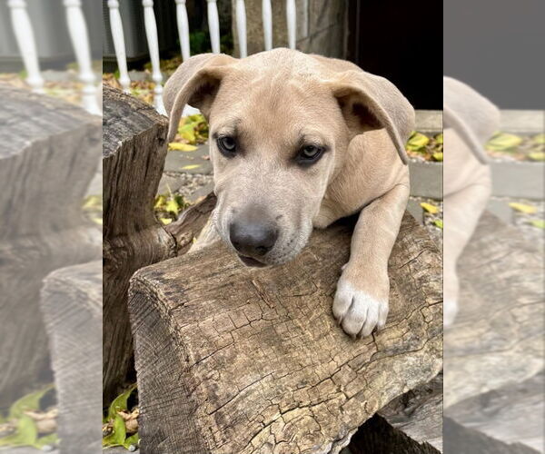 Medium Photo #3 Siberian Husky-Unknown Mix Puppy For Sale in Wyoming, MI, USA