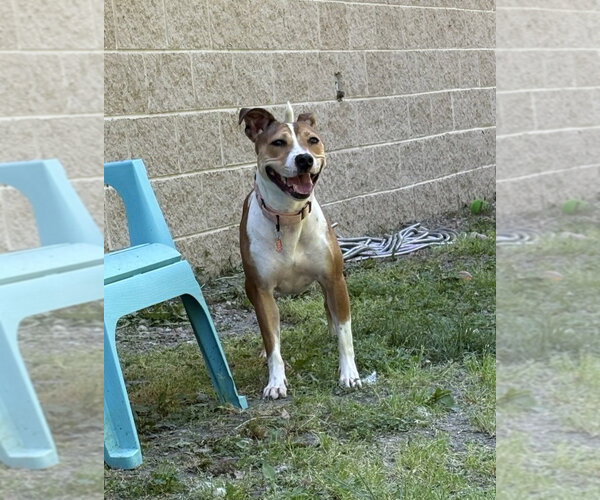 Medium Photo #13 Jack Russell Terrier-Unknown Mix Puppy For Sale in Glen Allen, VA, USA