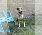 Small #12 Jack Russell Terrier Mix