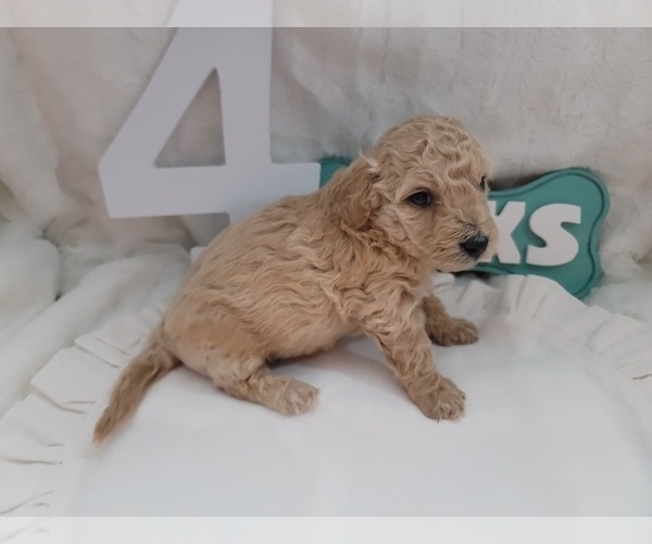 Medium Photo #25 Goldendoodle (Miniature) Puppy For Sale in LANETT, AL, USA