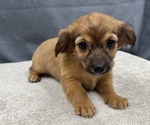 Small Photo #6 Chiweenie Puppy For Sale in SAINT AUGUSTINE, FL, USA